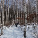 원대리 자작나무숲 이미지