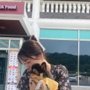 가평 반려동물 동반 펜션 &lt;SG 베네치아 애견펜션&gt; 가성비 수영장 계곡 펜션