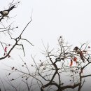 까치소리 이미지