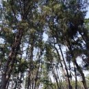 몽산포파인 이미지