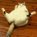 미용집사 이미지
