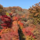 비고리조트 16 | 우리 지금, 화담숲 11월 단풍 절정 후기 - 현장예매/광주시민 할인/꿀팁