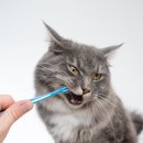 캣앤캣 고양이 병원 이미지