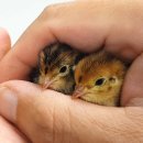 Quail chick hatching in my hands 이미지