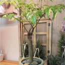 해피트리 이미지