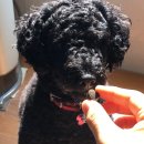 해피포우 이미지