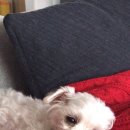 장수동물의료원 이미지