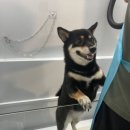 샤워하시개 | 청주 강아지 셀프목욕장 샤워하시개 시바견 목욕하기 딱이야!