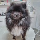 리틀댕댕 이미지