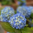 수원-0503 이미지