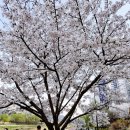 호원정비 | 🌸2026 의정부 벚꽃 현황! 호원 벚꽃 페스타 풍경과 주차 꿀팁🌸