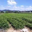 산울림 농장 Daum카페