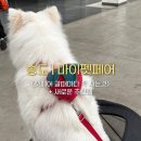 펫캡 | 송도 마이펫페어 후기｜펫페어 많이 다녀본 사람이 고른 찐템 리스트