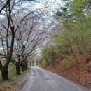 아라메길 (삼길나루길-벚꽃길) 이미지
