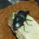 황금사슴농장 이미지