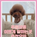 개성있냥 네이버블로그