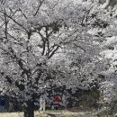 [돌핀투어] 4월9일(일요일) 청풍호 벚꽃축제 + 청풍호 케이블카 + 옥순봉 출렁다리 벚꽃여행 이미지