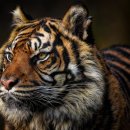 호랑이네 이미지