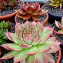 라온하제 이미지