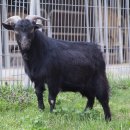 정읍 흑염소 이미지