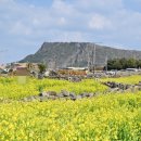 주식회사 대한팜 | 가심비 높은 제주도 블로그 업체