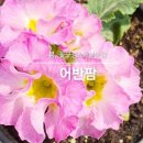 팜울림 이미지