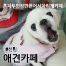 혼자두면 장판뜯어서 차린 개카페 이미지