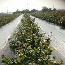 은애농장 이미지