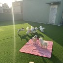 댕스히얼 이미지