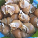 포항싱싱 이미지