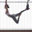 필라펠리스 이미지