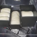 10-432 TS | 틴소반죽기(TS101) 10리터 반죽기로 생크림 식빵 만들기