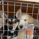 벨라켄넬 이미지