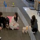 딩굴댕굴 애견호텔 유치원 | 🐶 청주에서 찾은 믿음직한 공간, 멍실유치원&amp;애견호텔 방문 후기 🐾