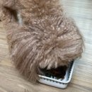 시니어 동물병원 | 유한양행 와이즈벳 시니어 사료/ 동물병원 전용 소프트 사료 기호성 좋은 노령견 사료 추천 및 급여 후기