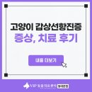 성 수의과병원 | 고양이 갑상선 기능 항진증 증상 치료 후기