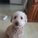 커피타는 고양이 | 강북구 고양이카페 &lt;커피타는 고양이&gt; 5번 다녀온 후기