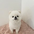 댕이브 이미지