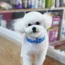 함안 애견샵 러블리펫 이미지