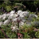 약이 되는 산야초 이미지