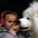 야~도 사모예드Samoyed 종............................종 이미지