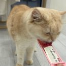 캣플헤븐 AK플라자금정점 이미지