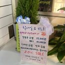 탑네일&브로우