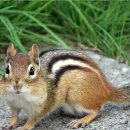 CHIPMUNK