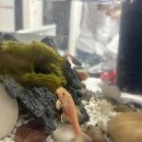 가재 | 🦞 집에서 키우는 애완 민물가재! 탈피 영상까지 공개 ✨ (어항 합사 후기)