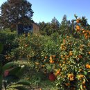 제주에 산다 이미지