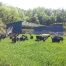 늘푸른 흑염소농장 이미지