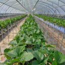 딸기밭 부농 이미지