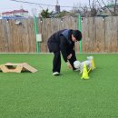 둔포애견 이미지