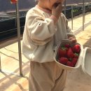 딸기밭 부농 이미지